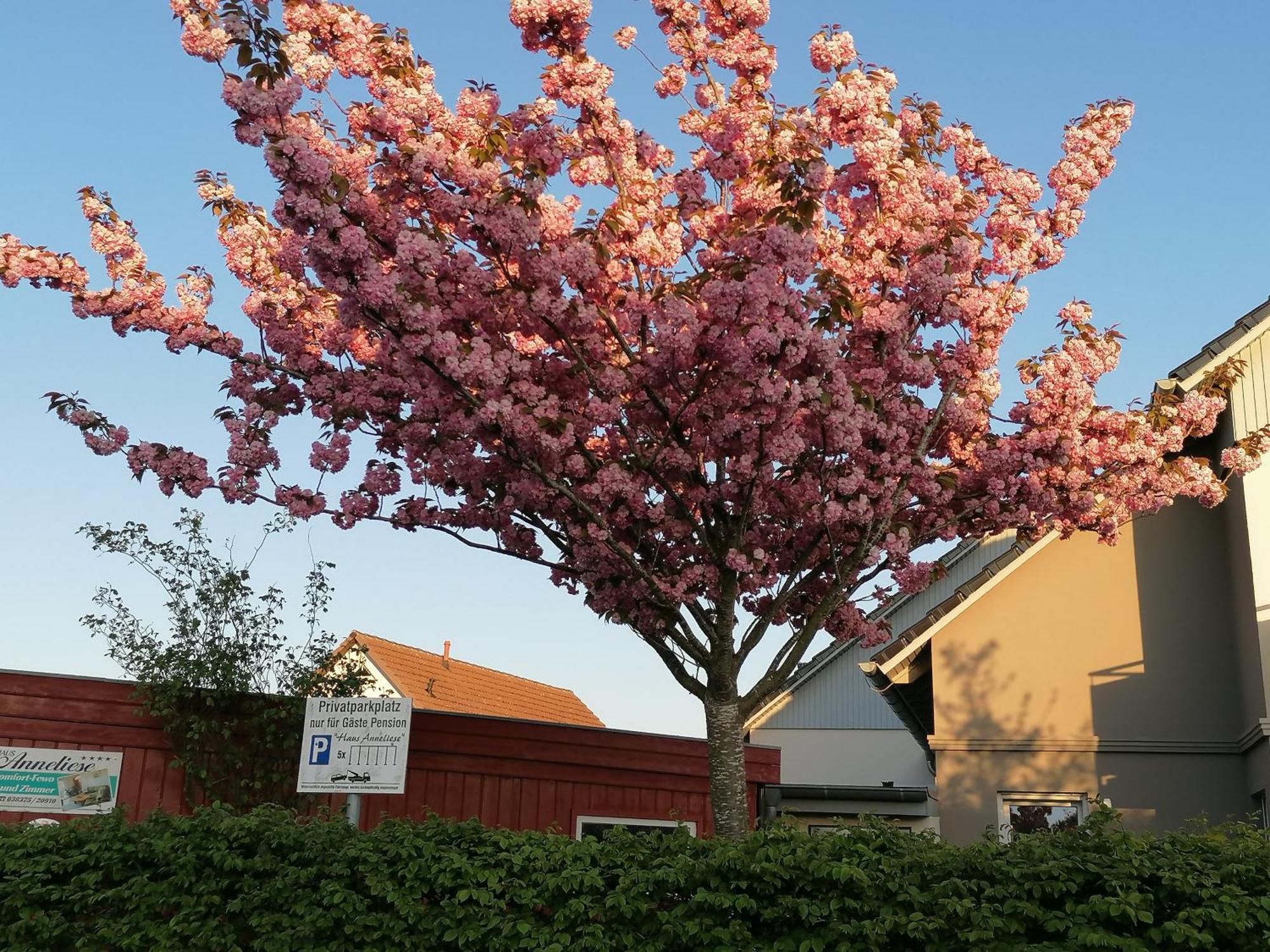 Pension Haus Anneliese Uckeritz Exteriér fotografie